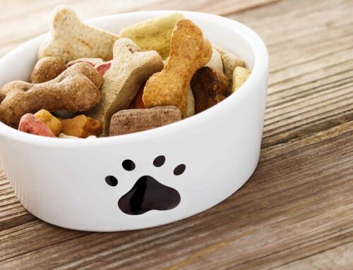 14 Foods You Can Share with Your Dog